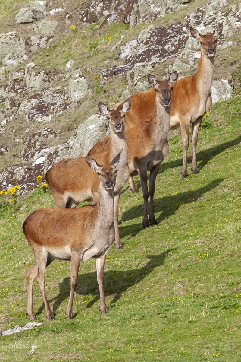 Eyes in Line.jpg - Inishtrahull